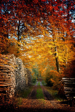 leavesandpumpkins:  llbwwb:  Autumn Dream #2 by Carsten Meyerdierks  Want more autumn beauty on your dash? Follow leavesandpumpkins 