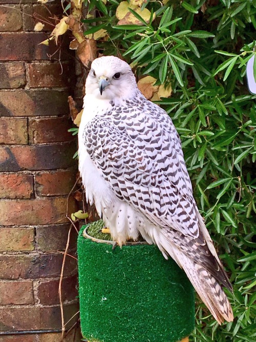 glawarelmagolben:This is Ria, a most beautiful Gyr Falcon from the Welsh Borders. If I could have ta