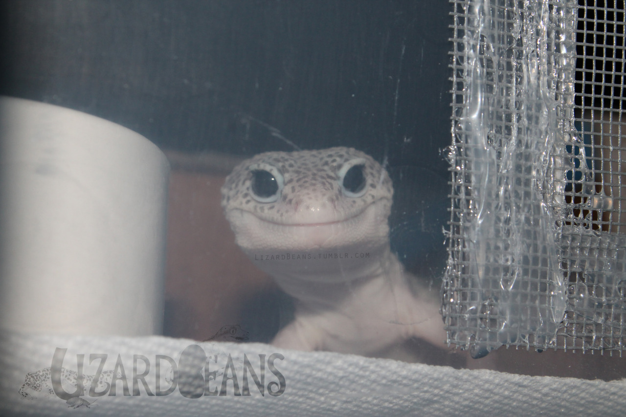 Lizard Beans What Is A Leopard Geckos Normal Behavior
