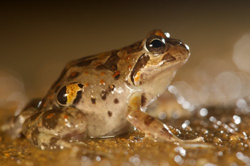 The Chilean four eyed frog [Pleurodema thaul] is a primarily forest-dwelling species native to Chile