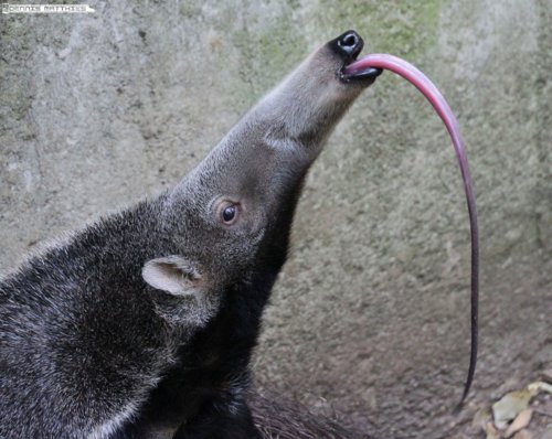 Just found out that ant eaters T-pose when they feel threatened :  r/FunnyAnimals