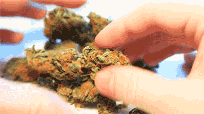 weed