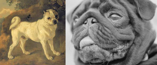 mantisbutts:fighting-for-animals:How dog breeders have “improved” breeds over the past 100 years. Th