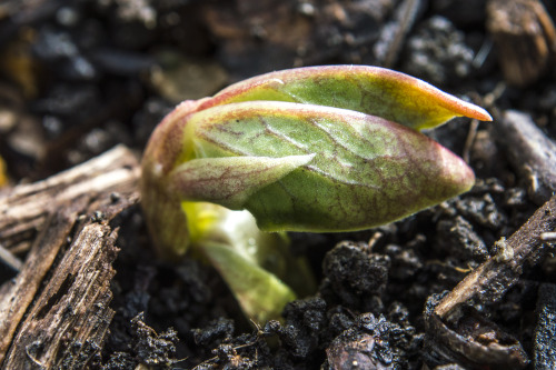 pragmaculture:Hullo broad bean baby! We had a beautifully warm autumn afternoon yesterday, and the