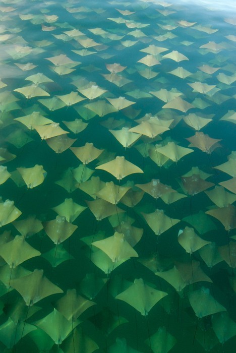 Manta ray migration off the Mexican coast by: Sandra Citrelli 