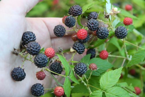 thebashfulbotanist:coraruthphotography:An abundance of wild raspberries 7/12/16 Cora Ruth Photograph