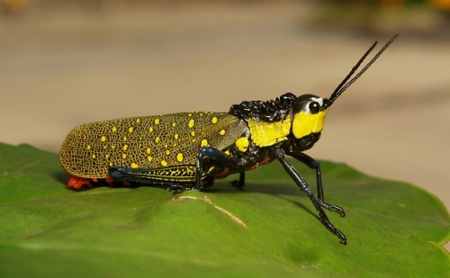 sinobug:Yellow Spotted Grasshopper (Aularches miliaris, Pyrgomorphidae)by Sinobug (itchydogimages) o