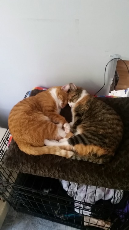 gay-blue-space-rock:For everyone whose upset, here is a picture of my cats sleeping in a heart shape