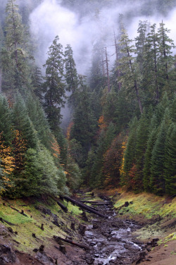 travelingcolors:  Stream into Cougar | Oregon (by Russell Tomlin) 