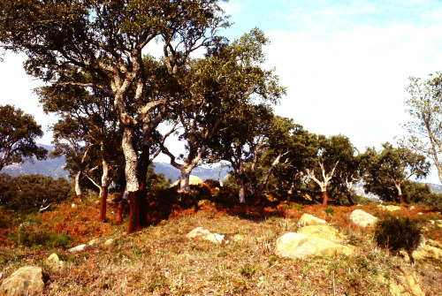 Alcornoques (Quercus suber) cerca de Ronda, Málaga, 1983.The bark toward the bottom of the trees has