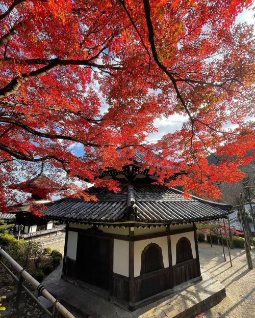 ’ ’ 【紅葉の京都】善峯寺 ’ ’ ここは見頃でした。 ’ ’ 2021.11.25撮影 ’ ’ #k