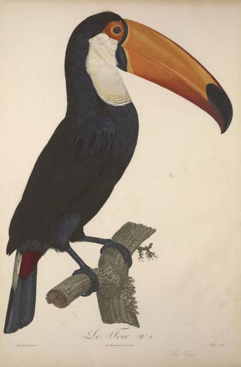 Toucans, perhaps best known for their colourful large beaks are birds from Ramphastidae family 