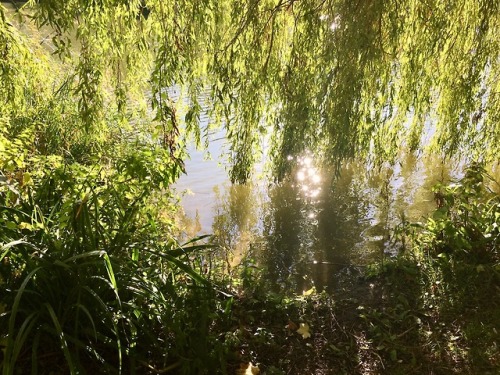 fuzzycalf:meet me beneath the willow tree