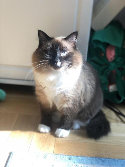 supermodelcats:Baby Birm was abandoned by a breeder as a kitten because of the splotch on her nose, 