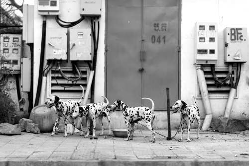 Dalmatians, Phnom Penh, Cambodia.