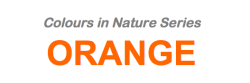 Sinobug:  The Theme Is…… Orange  Click On And Scroll Through Individual Images