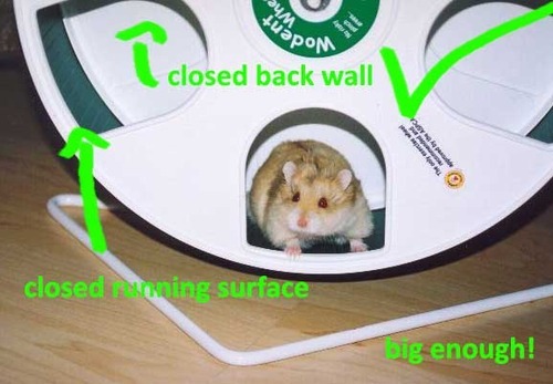 XXX 10 Steps To Care For Your Hamster (long post!) photo