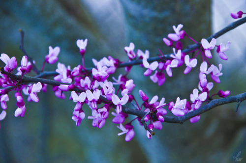 frolicingintheforest:Redbuds are one of my favorites. &lt;3