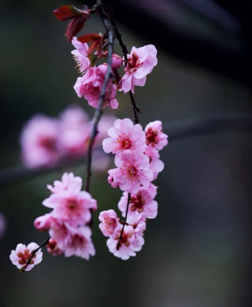 fuckyeahchinesegarden:red plum blossom in chinese garden