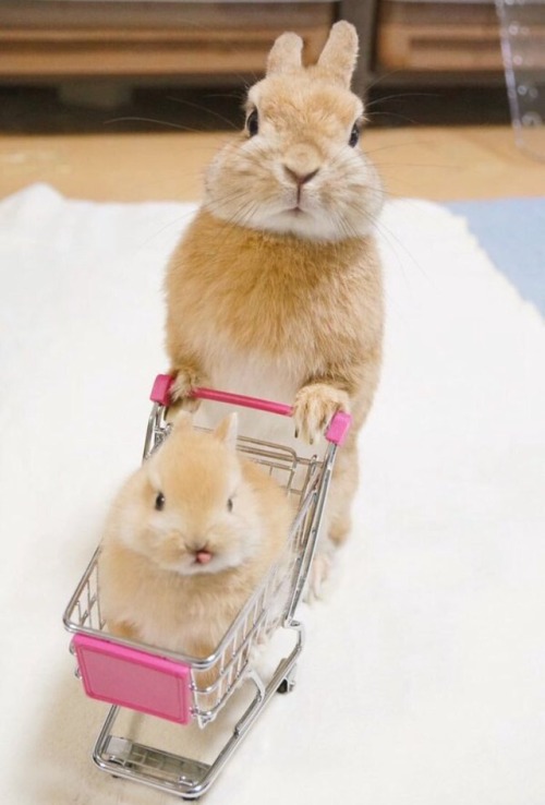 thats-so-roentgen: babyanimalgifs:Going grocery shopping @rydiabun