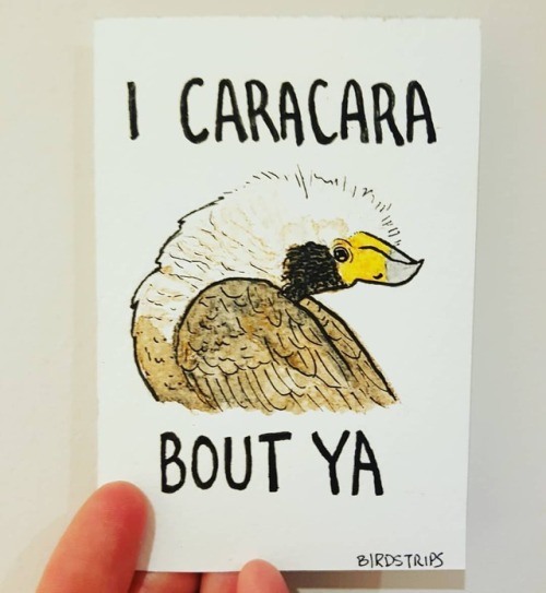 Bird no. 142. Wait, what?.Ever wondered what caracara courtship looked like? Me neither, until this 