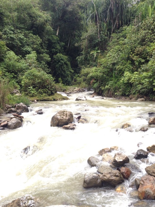 wiguitours:7 hours trekking in Ketambe, pure rainforest, pure beauty!