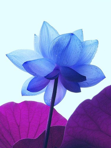 Lotus flower petal shape