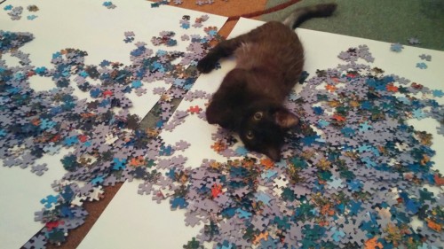 adventureswithlizzie:  Happy Caturday! Have some Lizzie “helping” with a 4000 piece puzzle