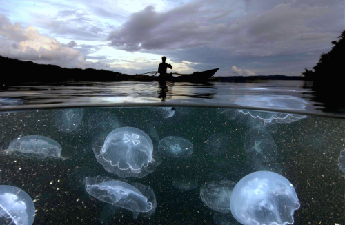 nubbsgalore:  with nearly seventy stories to his credit, david doubilet is one of national geographic’s most prolific living contributors. considered a master of water and light, his signature is the half and half image that relates the surface to