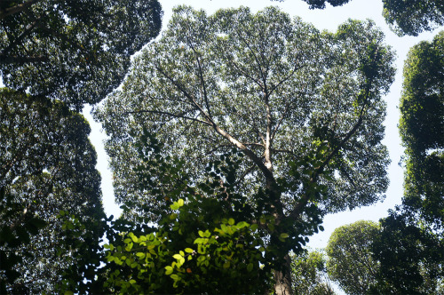 Porn itscolossal:The Phenomenon Of “Crown Shyness” photos