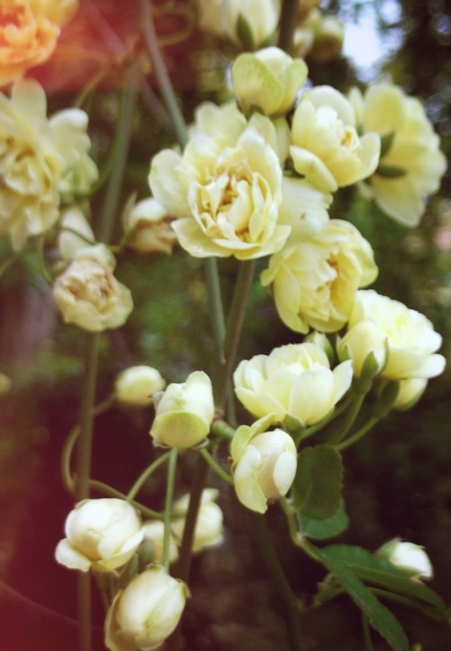 unkemptly:  vintage 
