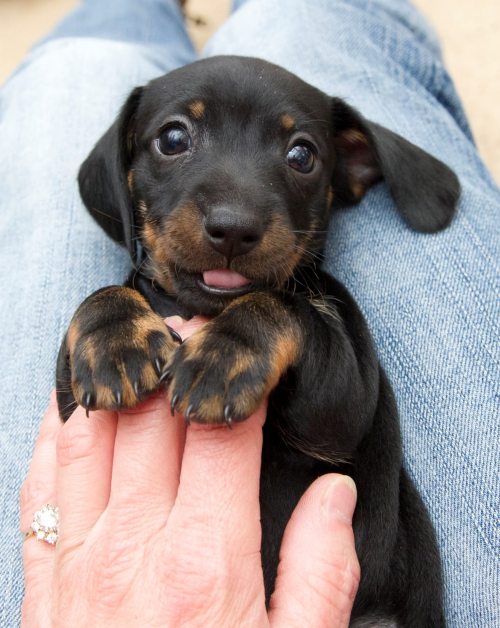 magicalnaturetour:  Puppy smiles - by by SpikeDaddie