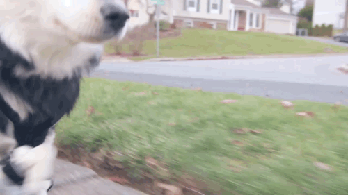 amukon:  reaverthirteen:  gifsboom: See how unique, custom 3D printed prosthetics allow Derby the dog to run for the first time. Video: Derby the dog, Running on 3D Printed Prosthetics  Right in the feels.  Omg😍😍😍 awh happy baby^_^  😻