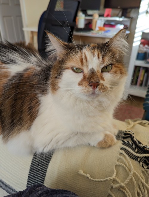 pumpkin squinting at the camera with a very disapproving look