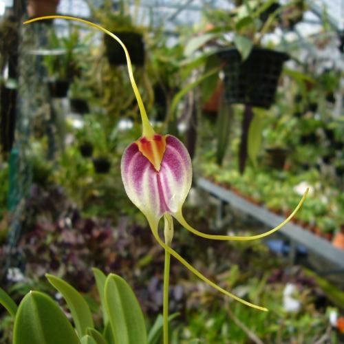 orchid-a-day:  Masdevallia fulvescensSyn.: