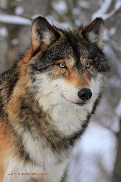 sisterofthewolves: Picture by Gary Jaobson