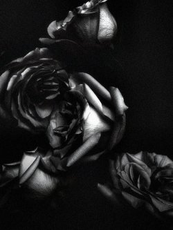 labyrinthofsolitude:  dark roses 