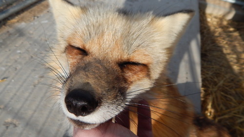 Two lovely foxes, both very sweet and playful :3 Got to see them the other day as I did volunteer wo