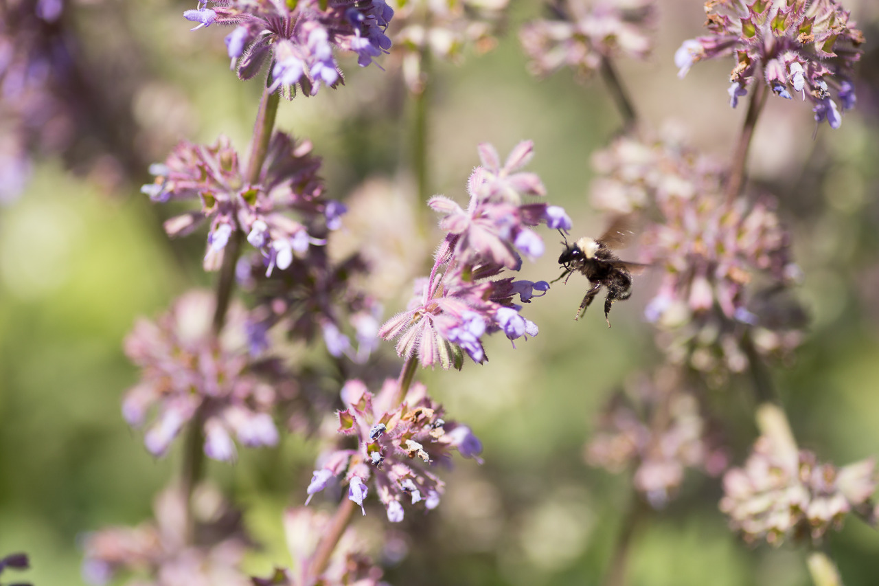 lobo-de-luna:  bee therapy 