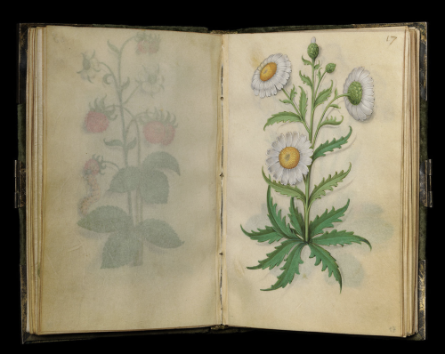 Master of Claude de France, Book of Flower Studies, ca. 1510–1515. The Cloisters Collection, metmuse