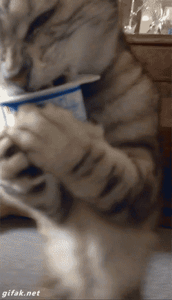 GIF TV