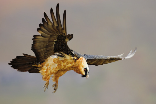birds-of-prey-daily:Bearded vulture