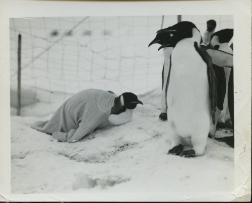 Emperor Penguin Chicks Huddle In San Diego, After Being Flown From Antarctica, To Be Part Of A NSF Study