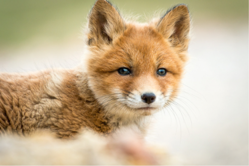  Breathtaking Photos of Wild Foxes in Russia’s Snowy Landscape In the cold depths of Russia’s northeastern Chukotka region, Magadan-based photographer Ivan Kislov captures colorful signs of life in the snow through his breathtaking images of foxes