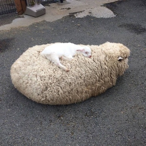 aromantic-eight:[id: a large sheep lying in the Loaf position, with a tiny baby sheep lying on top. 