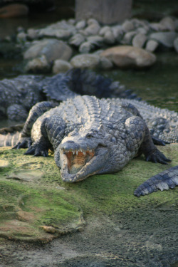 xernevs:  &ldquo;La ferme aux crocodiles (PIERRELATTE,FR26)&rdquo; by jean-louis Zimmermann on Flickr. 