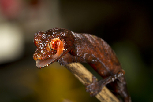 sdzsafaripark:  9 Scary Animals You Shouldn’t Be Afraid Of Read more… 