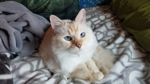 moonbri:Happy International Cat Day!This is my fur ball princess Blossom