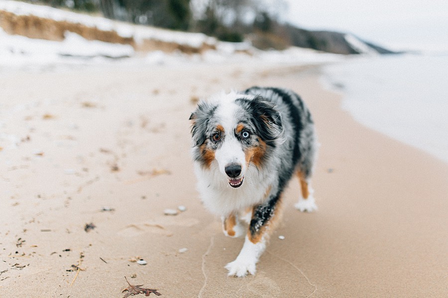 59 Top Photos Australian Shepherd Puppies Northern Michigan : 3e8 Photography My Beautiful Australian Shepherd In Michigan