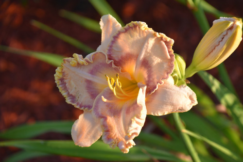 The beauty of hybrid lilies!